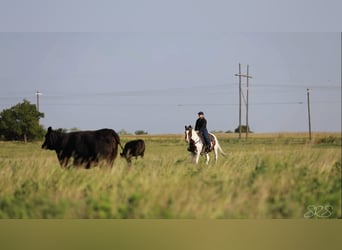 American Quarter Horse, Gelding, 7 years, 15 hh, Tobiano-all-colors