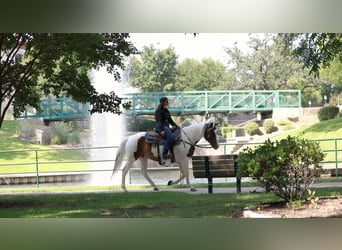 American Quarter Horse, Gelding, 7 years, 15 hh, Tobiano-all-colors