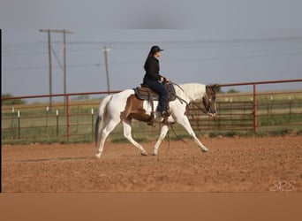 American Quarter Horse, Gelding, 7 years, 15 hh, Tobiano-all-colors