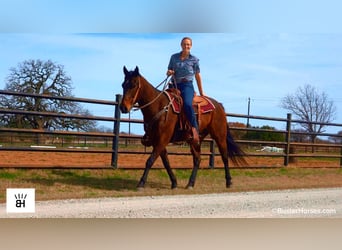 American Quarter Horse, Gelding, 7 years, 15,1 hh, Bay
