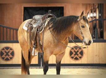 American Quarter Horse, Gelding, 7 years, 15,1 hh, Buckskin