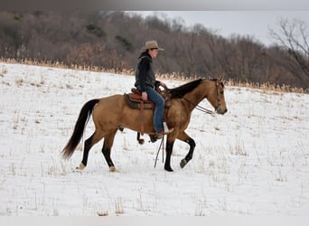 American Quarter Horse, Gelding, 7 years, 15,1 hh, Buckskin