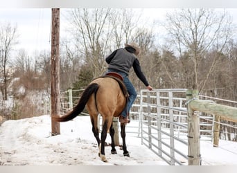 American Quarter Horse, Gelding, 7 years, 15,1 hh, Buckskin