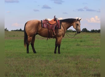 American Quarter Horse, Gelding, 7 years, 15,1 hh, Buckskin