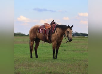 American Quarter Horse, Gelding, 7 years, 15,1 hh, Buckskin