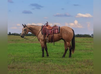 American Quarter Horse, Gelding, 7 years, 15,1 hh, Buckskin