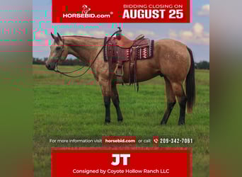 American Quarter Horse, Gelding, 7 years, 15,1 hh, Buckskin