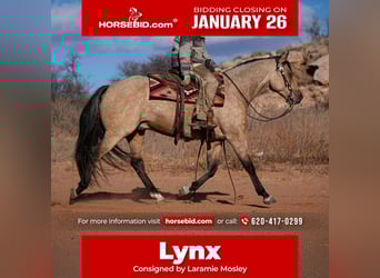 American Quarter Horse, Gelding, 7 years, 15,1 hh, Buckskin