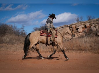 American Quarter Horse, Gelding, 7 years, 15,1 hh, Buckskin