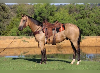 American Quarter Horse, Gelding, 7 years, 15,1 hh, Buckskin