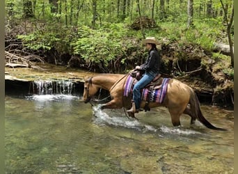 American Quarter Horse, Gelding, 7 years, 15,1 hh, Buckskin