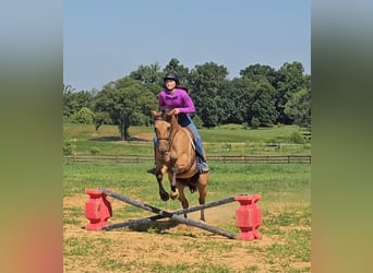 American Quarter Horse, Gelding, 7 years, 15,1 hh, Buckskin