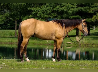 American Quarter Horse, Gelding, 7 years, 15,1 hh, Buckskin