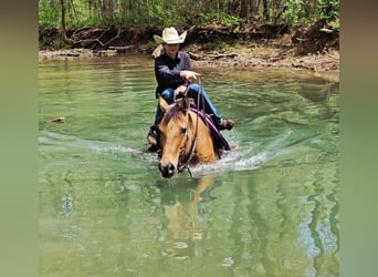 American Quarter Horse, Gelding, 7 years, 15,1 hh, Buckskin