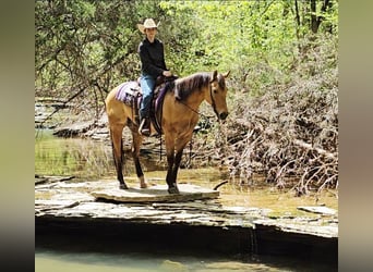 American Quarter Horse, Gelding, 7 years, 15,1 hh, Buckskin