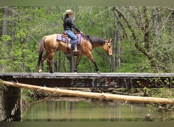 American Quarter Horse, Gelding, 7 years, 15,1 hh, Buckskin