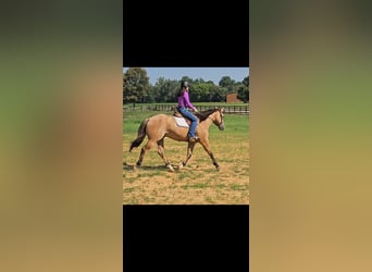 American Quarter Horse, Gelding, 7 years, 15,1 hh, Buckskin
