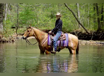 American Quarter Horse, Gelding, 7 years, 15,1 hh, Buckskin