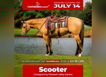 American Quarter Horse, Gelding, 7 years, 15,1 hh, Buckskin
