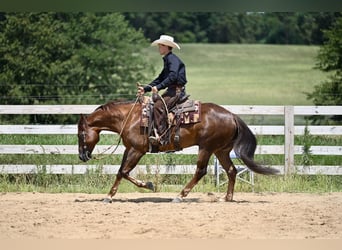 American Quarter Horse, Gelding, 7 years, 15,1 hh, Chestnut