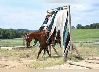 American Quarter Horse, Gelding, 7 years, 15,1 hh, Chestnut