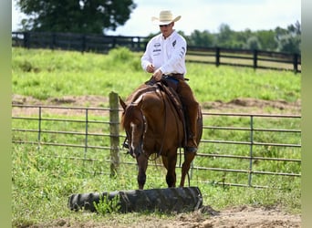 American Quarter Horse, Gelding, 7 years, 15,1 hh, Chestnut