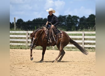 American Quarter Horse, Gelding, 7 years, 15,1 hh, Chestnut