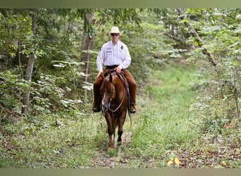 American Quarter Horse, Gelding, 7 years, 15,1 hh, Chestnut