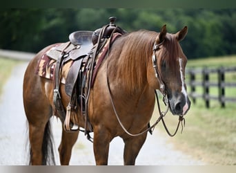 American Quarter Horse, Gelding, 7 years, 15,1 hh, Chestnut