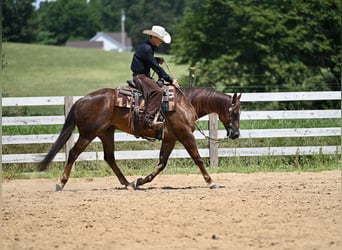 American Quarter Horse, Gelding, 7 years, 15,1 hh, Chestnut