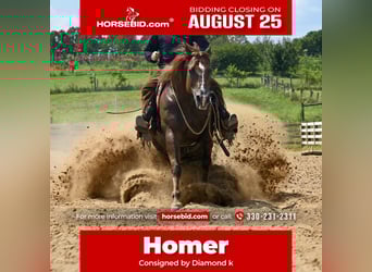 American Quarter Horse, Gelding, 7 years, 15,1 hh, Chestnut