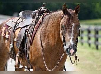 American Quarter Horse, Gelding, 7 years, 15,1 hh, Chestnut