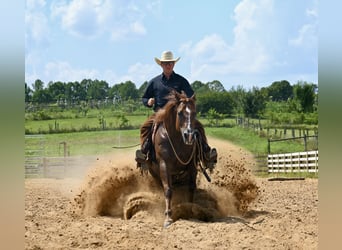 American Quarter Horse, Gelding, 7 years, 15,1 hh, Chestnut