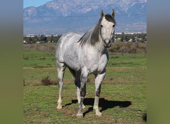 American Quarter Horse, Gelding, 7 years, 15,1 hh, Grey