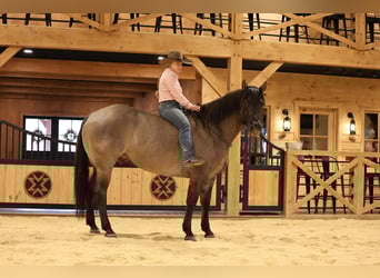 American Quarter Horse, Gelding, 7 years, 15,1 hh, Grullo