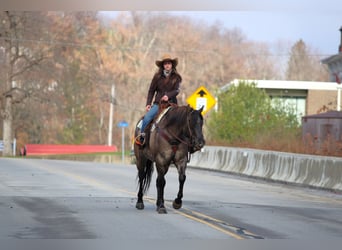 American Quarter Horse, Gelding, 7 years, 15,1 hh, Grullo