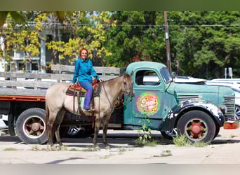 American Quarter Horse, Gelding, 7 years, 15,1 hh, Grullo