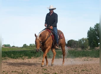 American Quarter Horse, Gelding, 7 years, 15,1 hh, Palomino