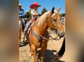 American Quarter Horse, Gelding, 7 years, 15,1 hh, Palomino