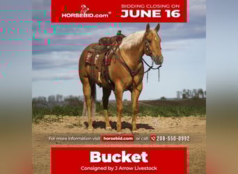 American Quarter Horse, Gelding, 7 years, 15,1 hh, Palomino