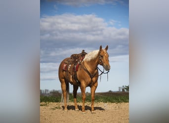 American Quarter Horse, Gelding, 7 years, 15,1 hh, Palomino