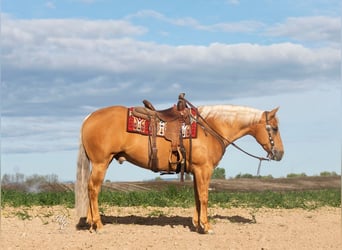 American Quarter Horse, Gelding, 7 years, 15,1 hh, Palomino