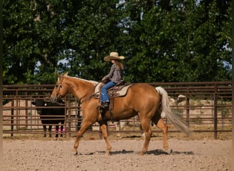 American Quarter Horse, Gelding, 7 years, 15,1 hh, Palomino