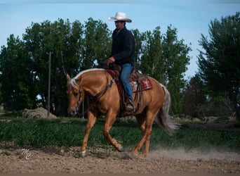 American Quarter Horse, Gelding, 7 years, 15,1 hh, Palomino