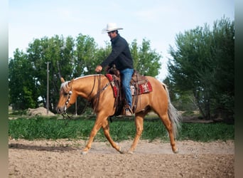 American Quarter Horse, Gelding, 7 years, 15,1 hh, Palomino