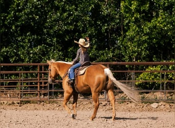 American Quarter Horse, Gelding, 7 years, 15,1 hh, Palomino