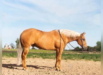 American Quarter Horse, Gelding, 7 years, 15,1 hh, Palomino