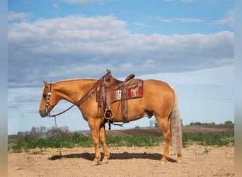 American Quarter Horse, Gelding, 7 years, 15,1 hh, Palomino