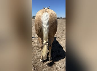 American Quarter Horse, Gelding, 7 years, 15,1 hh, Palomino