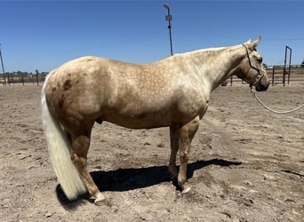 American Quarter Horse, Gelding, 7 years, 15,1 hh, Palomino